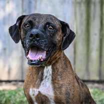 Thumbnail photo of Dolly #4