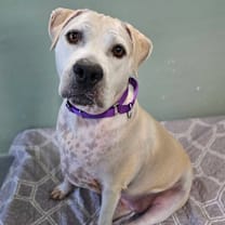 Thumbnail photo of Chandler #1