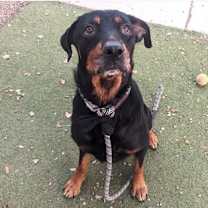 adopt-pet