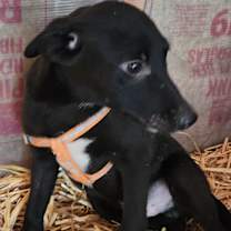 Thumbnail photo of Bert #3