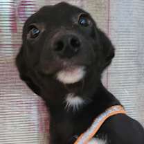 Thumbnail photo of Bert #4