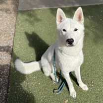 adopt-pet