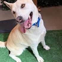adopt-pet