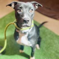 adopt-pet