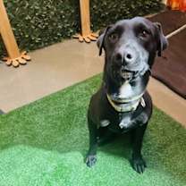 adopt-pet