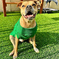 Thumbnail photo of Mookie #3