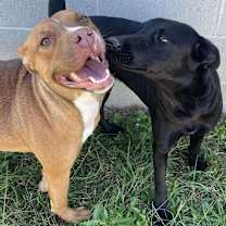 Thumbnail photo of GINGER/URGENT #4