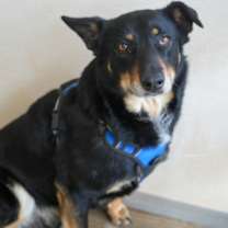 Thumbnail photo of Max(bonded w/ Luna)~SPONSORED! #2