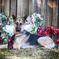 Thumbnail photo of Enzo #1