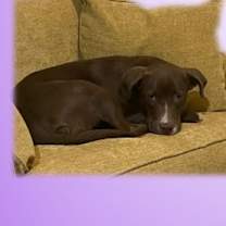 Thumbnail photo of Pearl #1