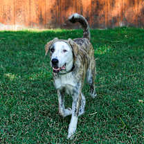 Thumbnail photo of Banx (Bernie) #4