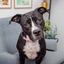 Thumbnail photo of Dreamfyre #4