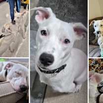 Thumbnail photo of Charlie *deaf* #1