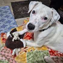 Thumbnail photo of Charlie *deaf* #2