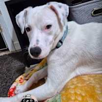 Thumbnail photo of Charlie *deaf* #3