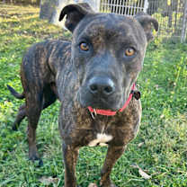 Thumbnail photo of Bronc #2