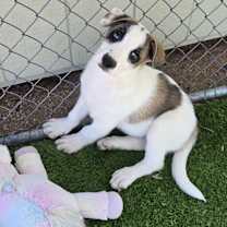 adopt-pet