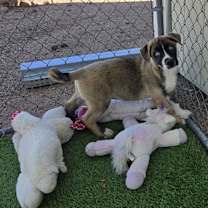 adopt-pet