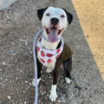 adopt-pet