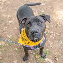 Thumbnail photo of Bento #4