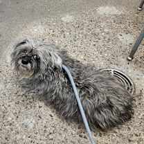 adopt-pet
