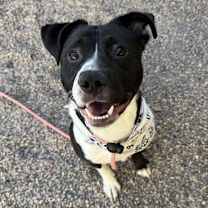 adopt-pet