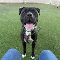 adopt-pet