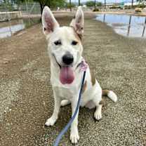 adopt-pet
