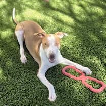 adopt-pet