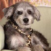 adopt-pet