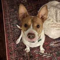 Thumbnail photo of Brayton #3