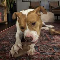 Thumbnail photo of Brayton #4