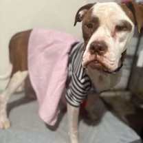 Thumbnail photo of Tea #2