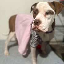 Thumbnail photo of Tea #3