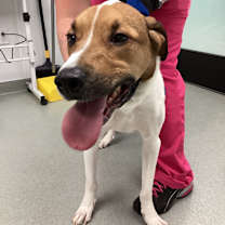 Thumbnail photo of Louie #2