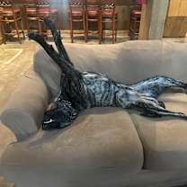 Thumbnail photo of Ginger #1