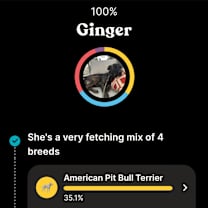 Thumbnail photo of Ginger #3