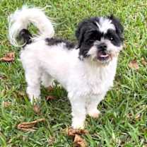 Thumbnail photo of Fuji #2