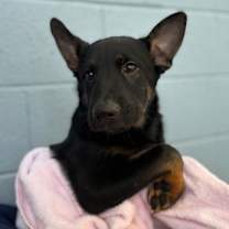adopt-pet