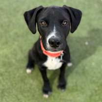 adopt-pet