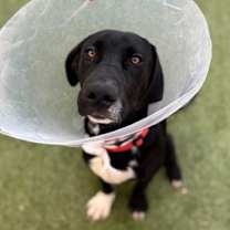 adopt-pet