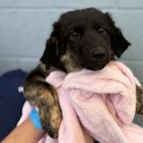 adopt-pet