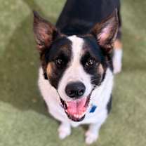 adopt-pet