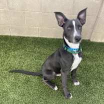 adopt-pet