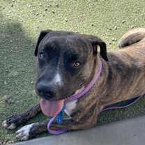 adopt-pet