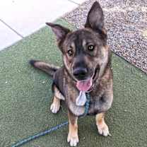 adopt-pet