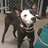 adopt-pet