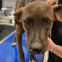 adopt-pet