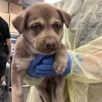 adopt-pet