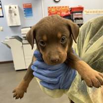 adopt-pet